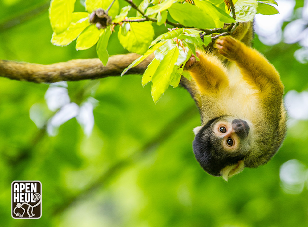 Entreeticket Apenheul