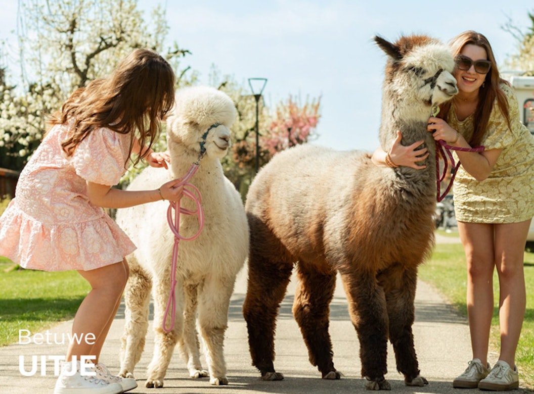 Alpaca meet & feed of wandeling bij Betuwe Uitje