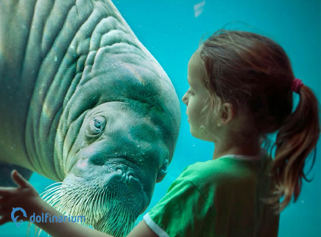 Dolfinarium tickets