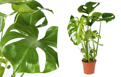 Monstera Deliciosa Plante à trous 60-70 cm