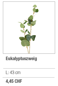 Eukalyptuszweig