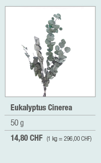 Eukalyptus Cinerea