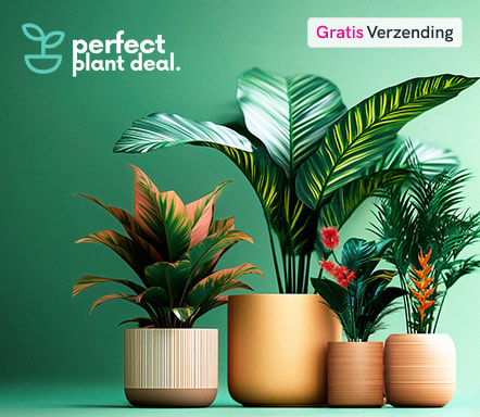 Perfect Plant Deal