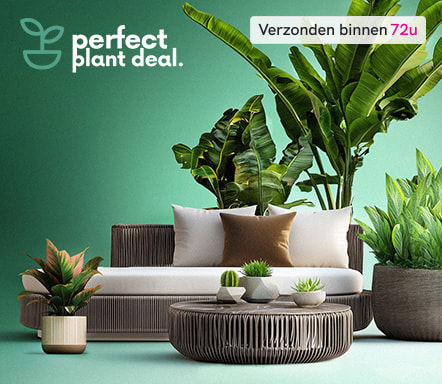 Perfect Plant Deal