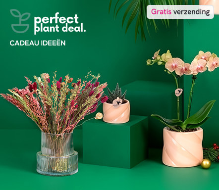 Perfect Plant Deal