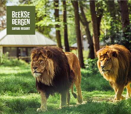 Safari Resort Beekse Bergen