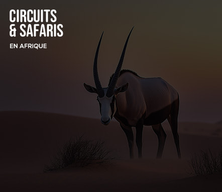 Afrique : Circuits et safaris