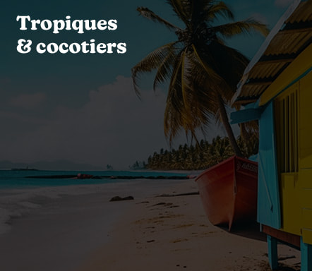 Tropiques et cocotiers