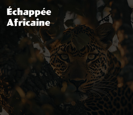 Echappée Africaine