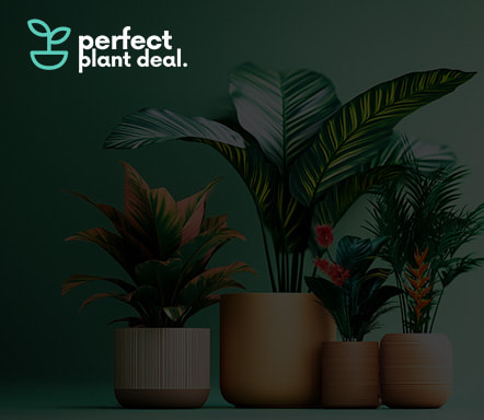 Perfect Plant Deal