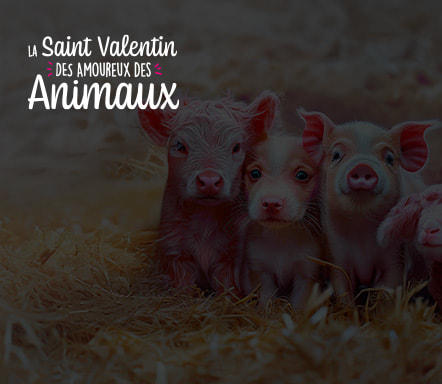 La Saint-Valentin Des Amoureux Des Animaux