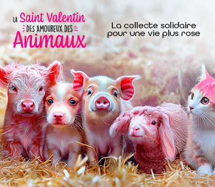 La Saint-Valentin Des Amoureux Des Animaux