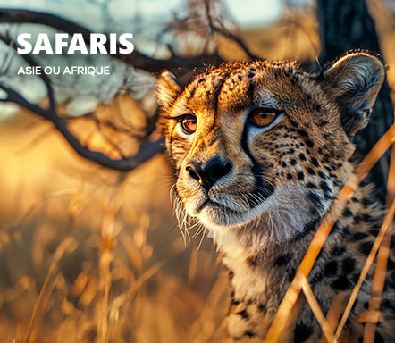 Safaris en Asie ou en Afrique