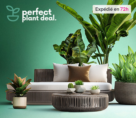 Perfect Plant Deal