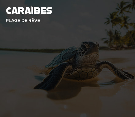 Caraïbes : plage de rêve