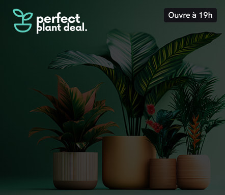 Perfect Plant Deal