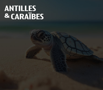 Antilles & Caraïbes 