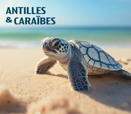 Antilles & Caraïbes 
