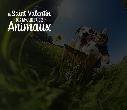 La Saint-Valentin Des Amoureux des Animaux