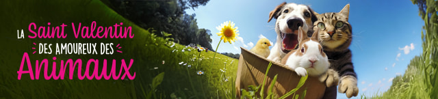 SVDA2026_TEASER_DAILY