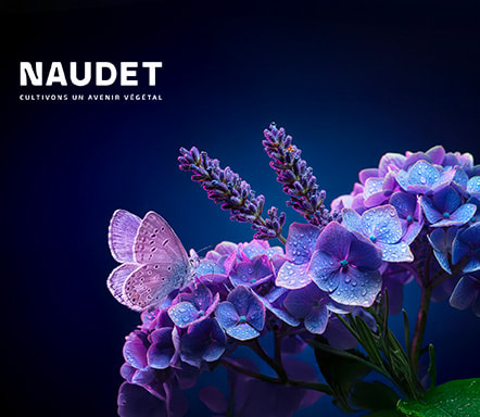 Naudet