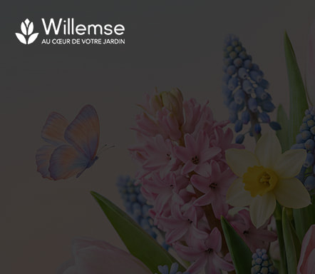 WILLEMSE