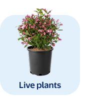 Live plants