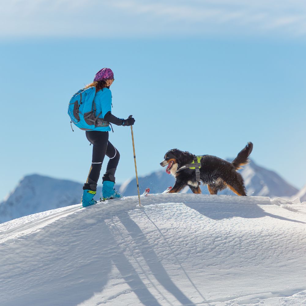 En aktiv vinter med hund