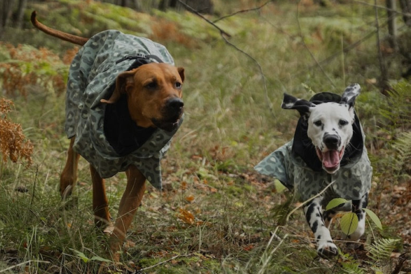 Hundvästar & Täcken