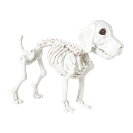 Halloween decoratie hondenskelet