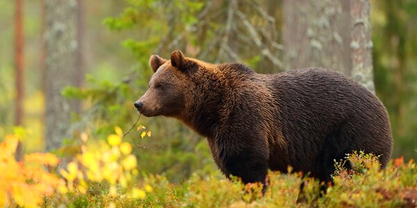 Zážitkové pozorovanie medveďov v Západných Tatrách so sprievodcom