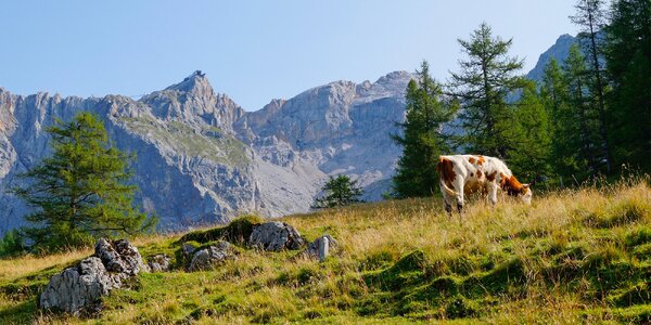 Apartmány pri Schladmingu: lyžovanie v Ski Amadé
