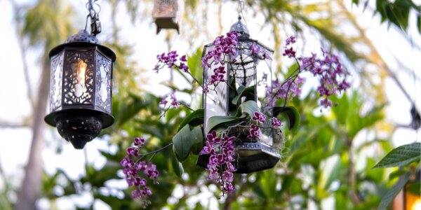 Zájazd na výstavu orchideí vo Viedni