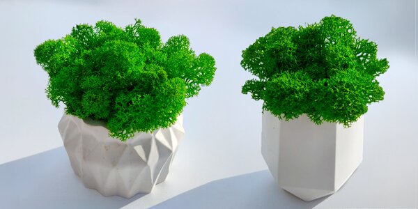 Ručne vyrobené machové obrazy a kvetináče