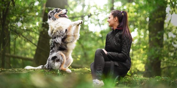 ONLINE kurz základnej poslušnosti psa i šteňaťa