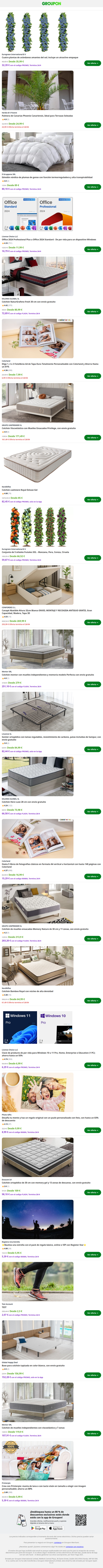 Cuatro plantas de arándanos amantes del sol; incluye un atractivo empaque