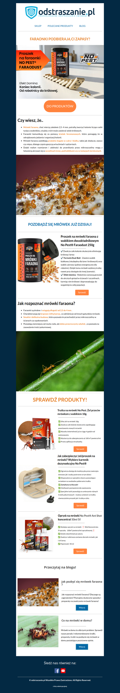 Mrówki faraona - Sprawdź jak zwalczyć zanim pojawi się plaga